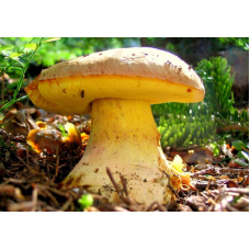 Мицелий Боровика желтого/Полубелый гриб (Boletus impolitus) Мицелий Боровика желтого/Полубелый гриб (Boletus impolitus)